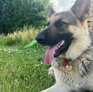 Milo, a German Shepherd looking for a home through West Cork Animal Welfare Group