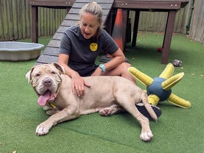 Kali, a Mastiff Cross looking for a home through Dogs Trust Ballymena