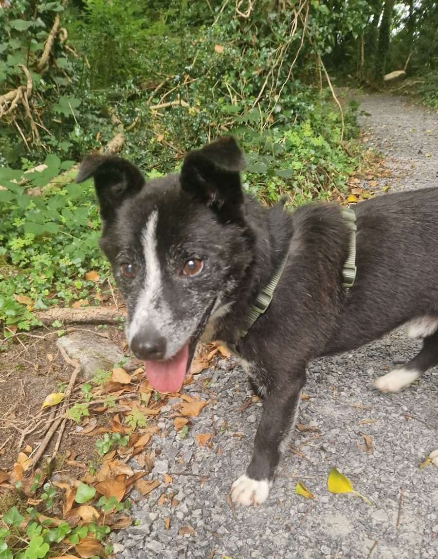Jack, a Terrier Cross looking for a home through NSPCA (formerly ISPCA / DSPCA)