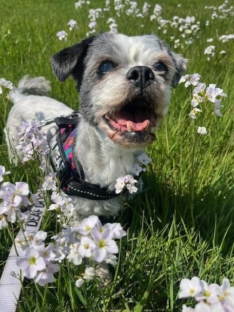 Tana, a Shih Tzu looking for a home through Assisi Animal Sanctuary