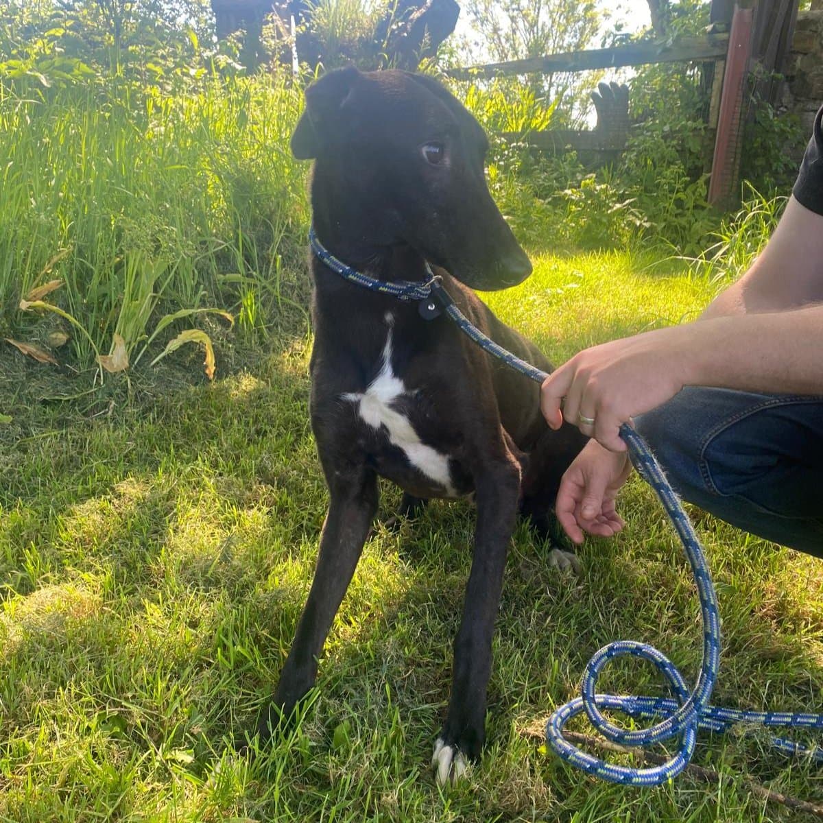 Russell, a Lurcher looking for a home through Ainmhithe Animal Rescue