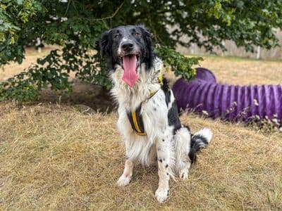Buddy, a Collie (Rough) Cross looking for a home through Dogs Trust Ballymena
