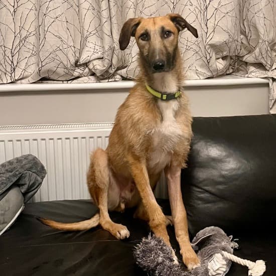 Chief, a Lurcher looking for a home through Kildare and West Wicklow SPCA (KWWSPCA)