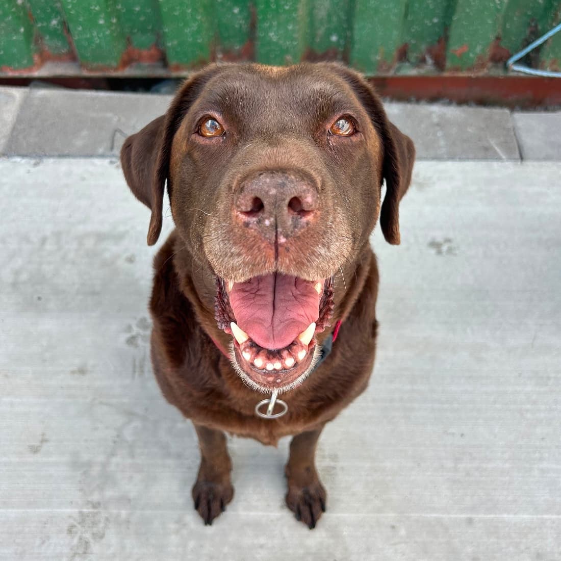 Kai, a Labrador looking for a home through Dogs Aid Animal Sanctuary