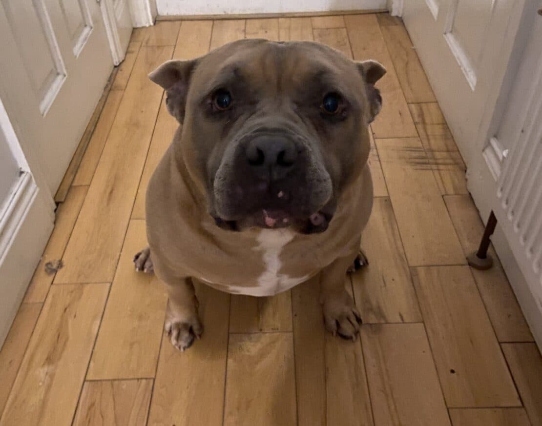 Alfie, a American Pocket Bully looking for a home through West Cork Animal Welfare Group