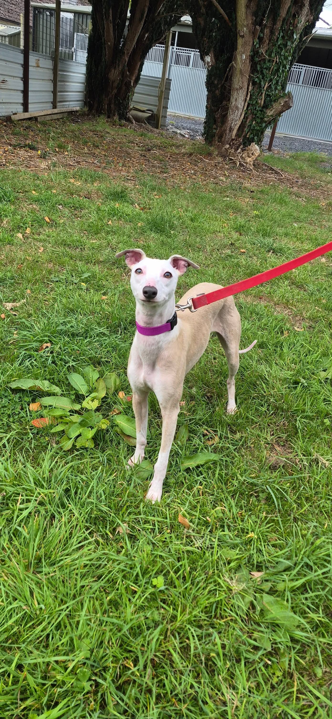 Tattle, a Crossbreed looking for a home through Galway SPCA