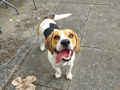 Jack, a Beagle Cross looking for a home through Dogs Trust Ireland