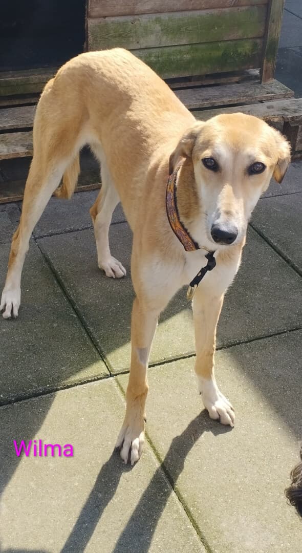 Wilma, a Lurcher looking for a home through Dogs Aid Animal Sanctuary