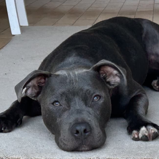 Kyro, a Staffordshire Bull Terrier looking for a home through Northern Ireland Staffordshire Bull Terrier Rescue