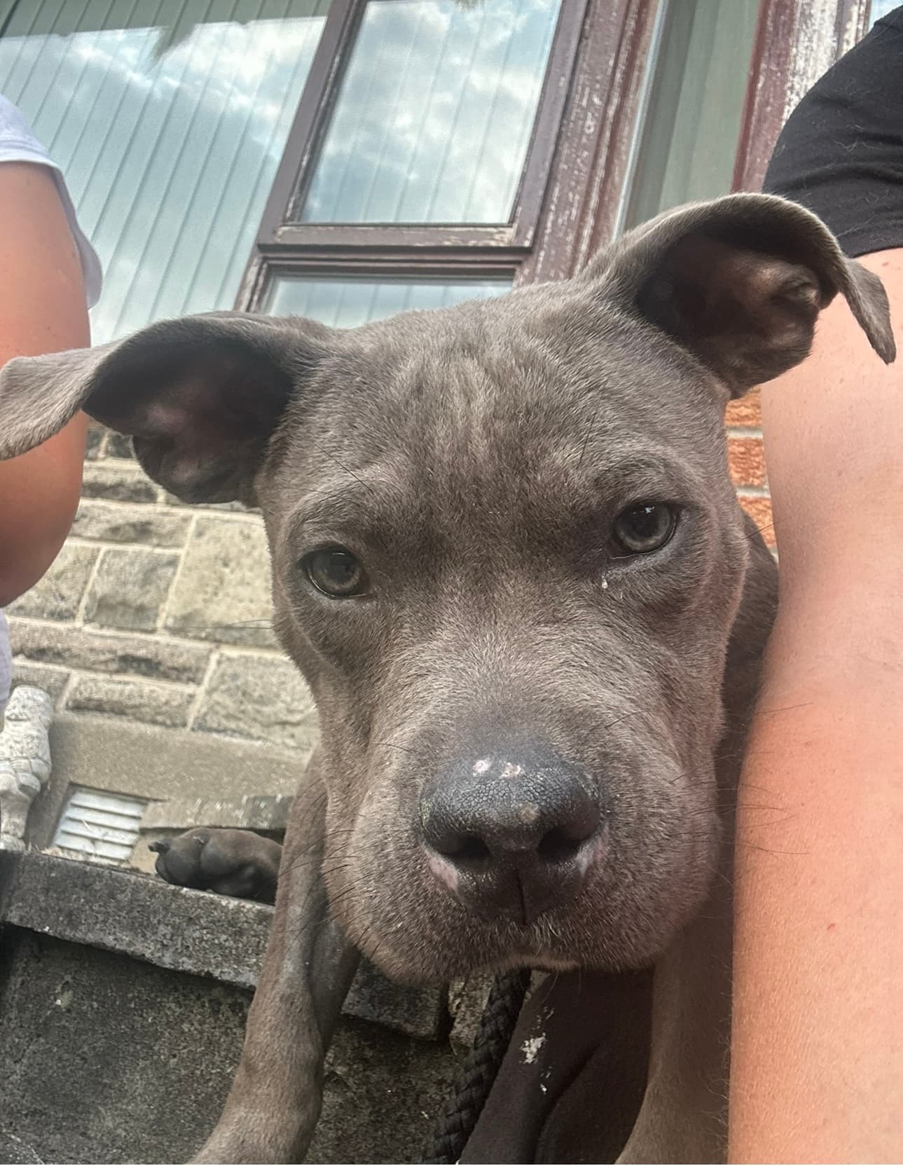 Mash, a Blue Staffordshire Bull Terrier Cross looking for a home through Almost Home Animal Rescue NI