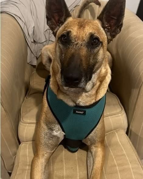 Ty, a Malinois looking for a home through Dogs Angels Ireland