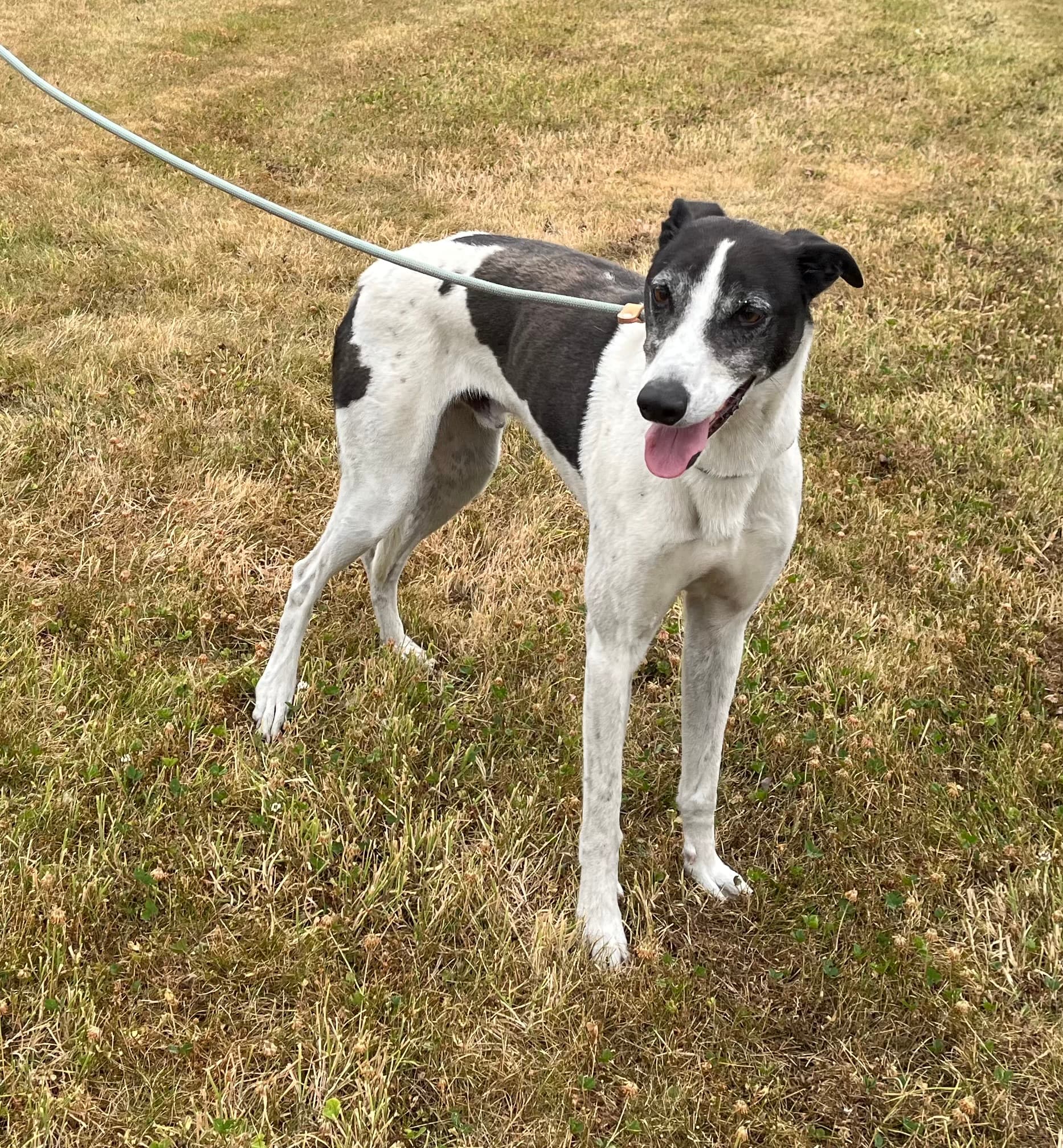Sparky, a Lurcher looking for a home through Wexford Dog Rehoming Centre