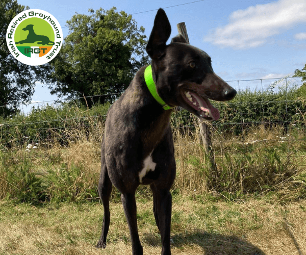 Waffle, a Greyhound looking for a home through Irish Retired Greyhound Trust (IRGT)