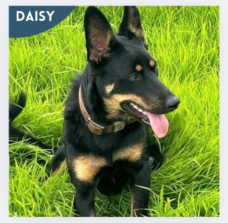 Daisy, a Collie Shepherd Cross looking for a home through Mayo SPCA