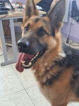 Max, a German Shepherd looking for a home through Longford Dog Pound
