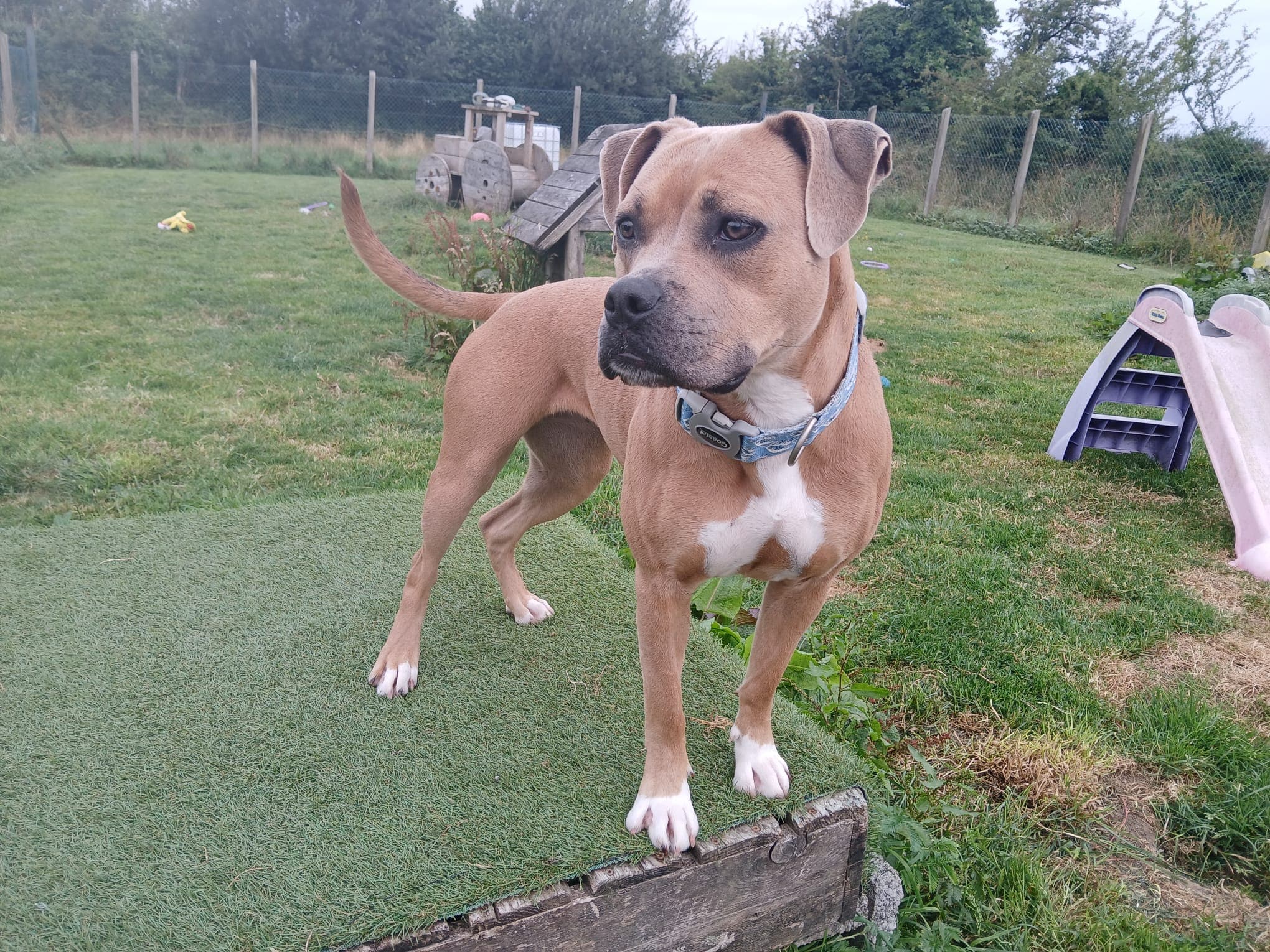 Storm, a Boxer/Pocket Bully Cross looking for a home through Roscommon SPCA
