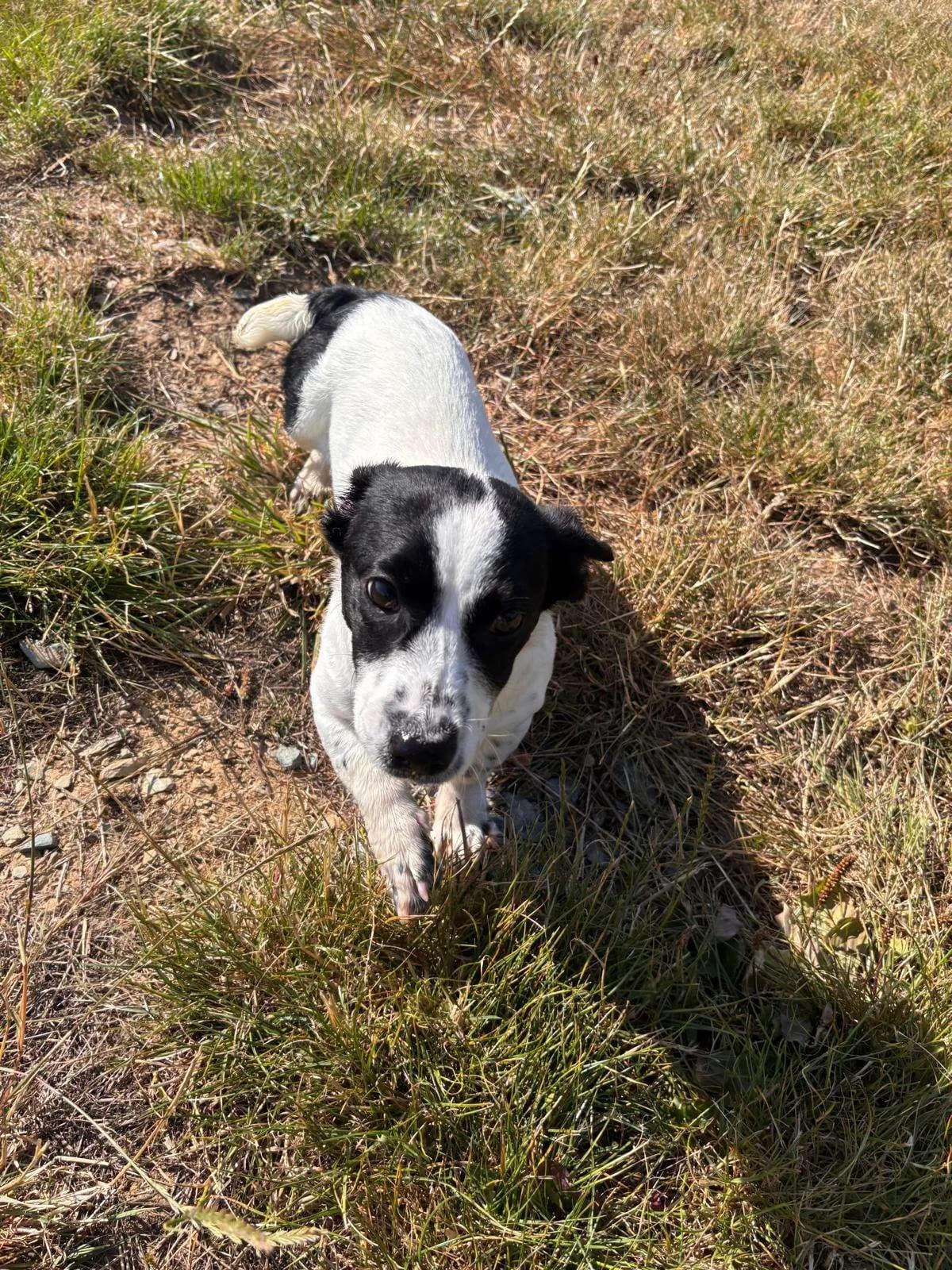 Kiwi, a Crossbreed looking for a home through NSPCA (formerly ISPCA / DSPCA)