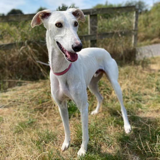 Percy, a Greyhound looking for a home through Kildare and West Wicklow SPCA (KWWSPCA)
