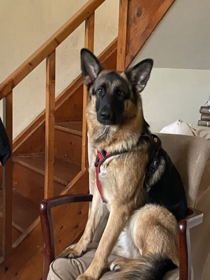 Xena, a German Shepherd looking for a home through West Cork Animal Welfare Group
