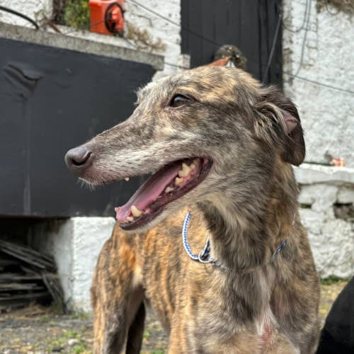 Rita, a Crossbreed looking for a home through My Lovely Horse Rescue
