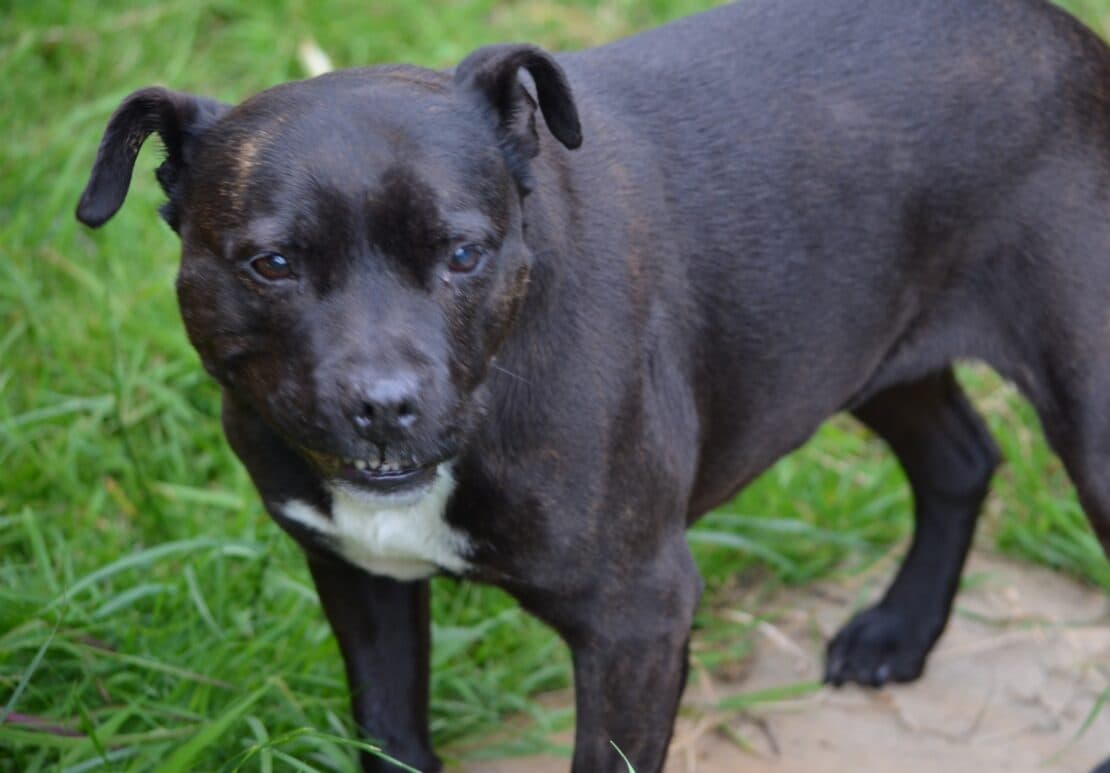Zena, a Staffordshire Bull Terrier looking for a home through West Cork Animal Welfare Group