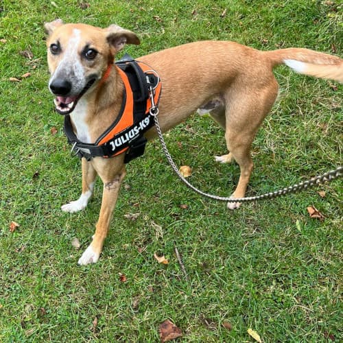 Aran, a Crossbreed looking for a home through My Lovely Horse Rescue