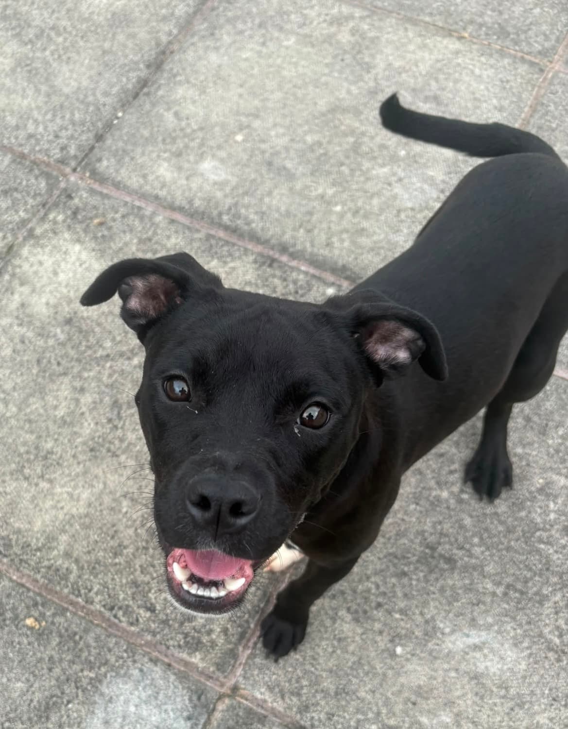Chloe, a Staffy looking for a home through Almost Home Animal Rescue NI