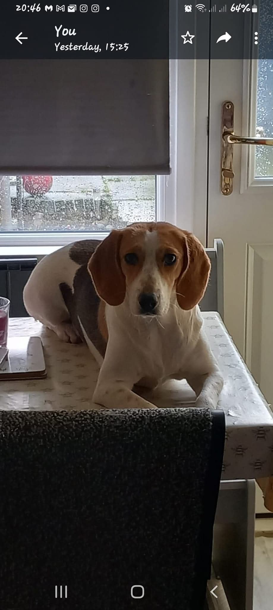 Kara, a Beagle Cross looking for a home through Almost Home Animal Rescue NI