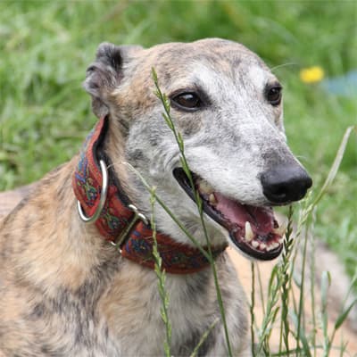 Misneach, a Greyhound looking for a home through Clare Greyhound Sanctuary