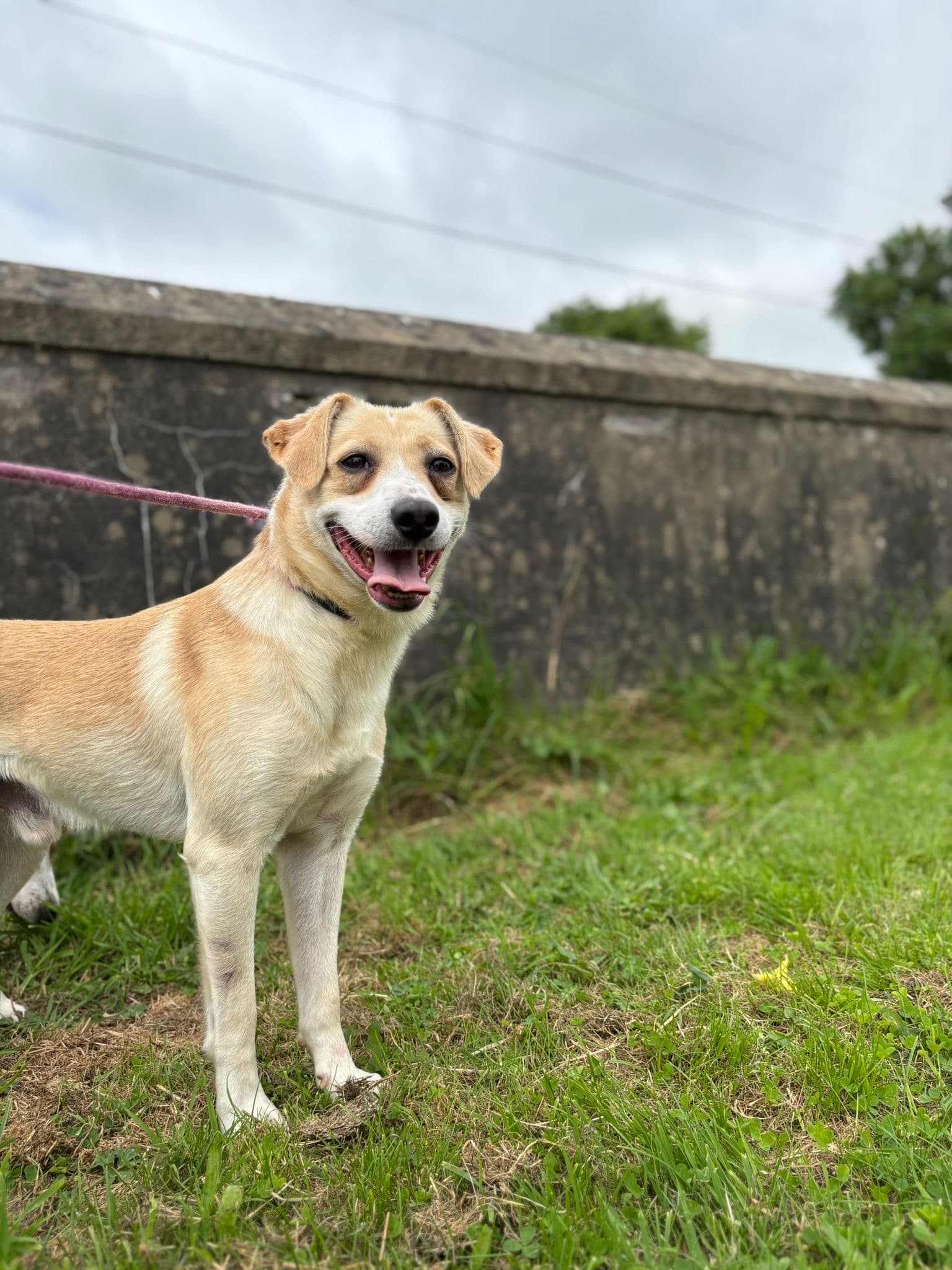 Larry, a Crossbreed looking for a home through Almost Home Animal Rescue NI