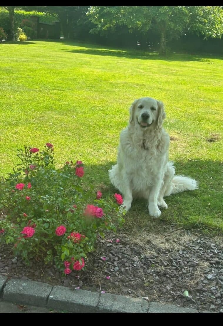 Cooper, a Golden Retriever looking for a home through West Cork Animal Welfare Group
