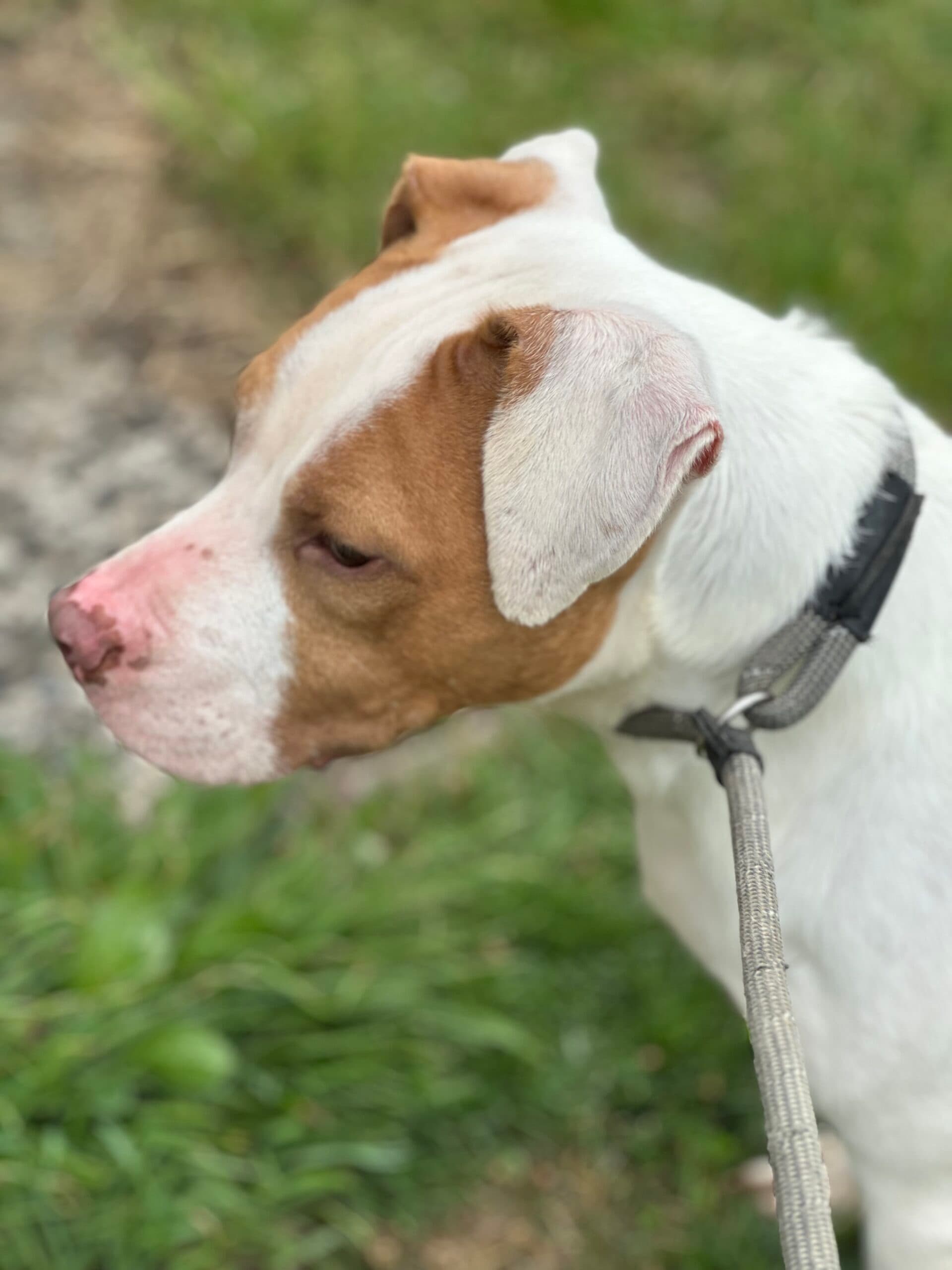 Bourbon, a American Bulldog Cross looking for a home through Almost Home Animal Rescue NI