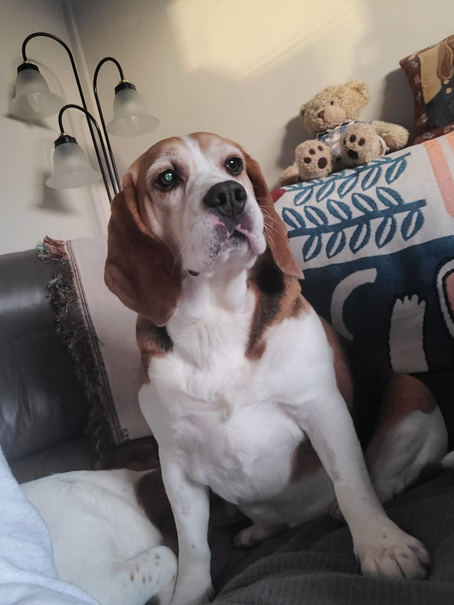 Alvin, a Beagle looking for a home through Almost Home Animal Rescue NI