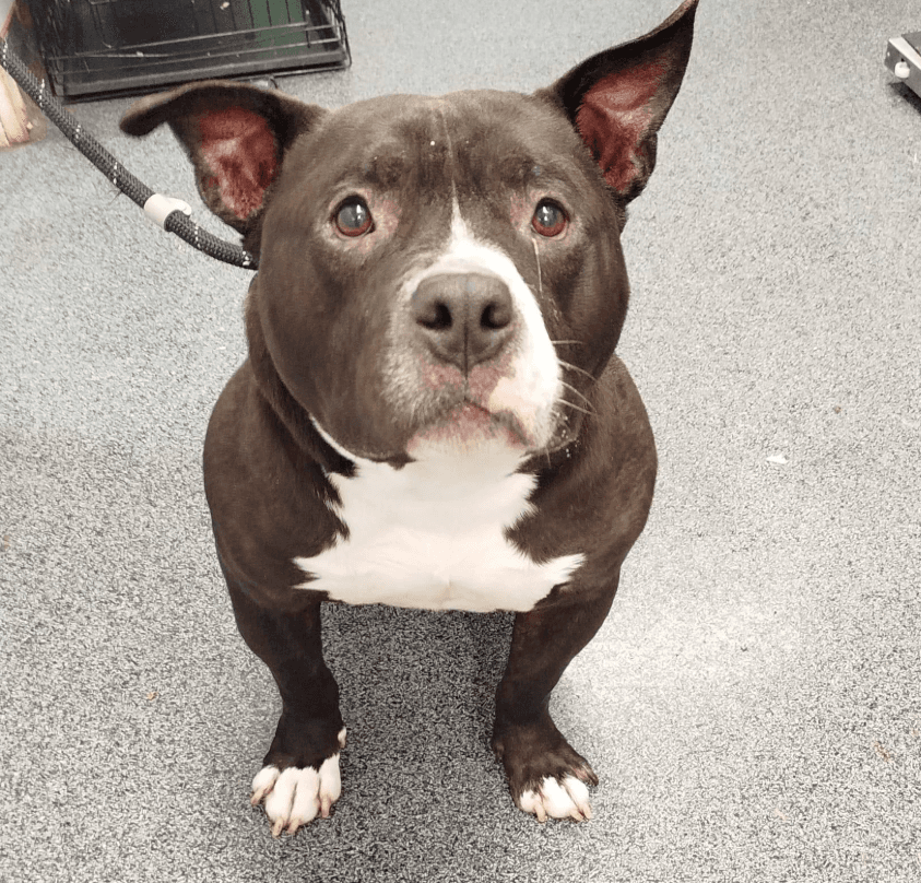 Vinny, a Staffy looking for a home through CSPCA (Cork SPCA)