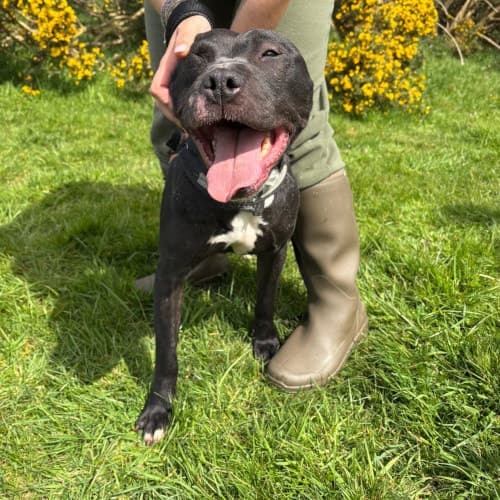 Amber, a Crossbreed looking for a home through My Lovely Horse Rescue
