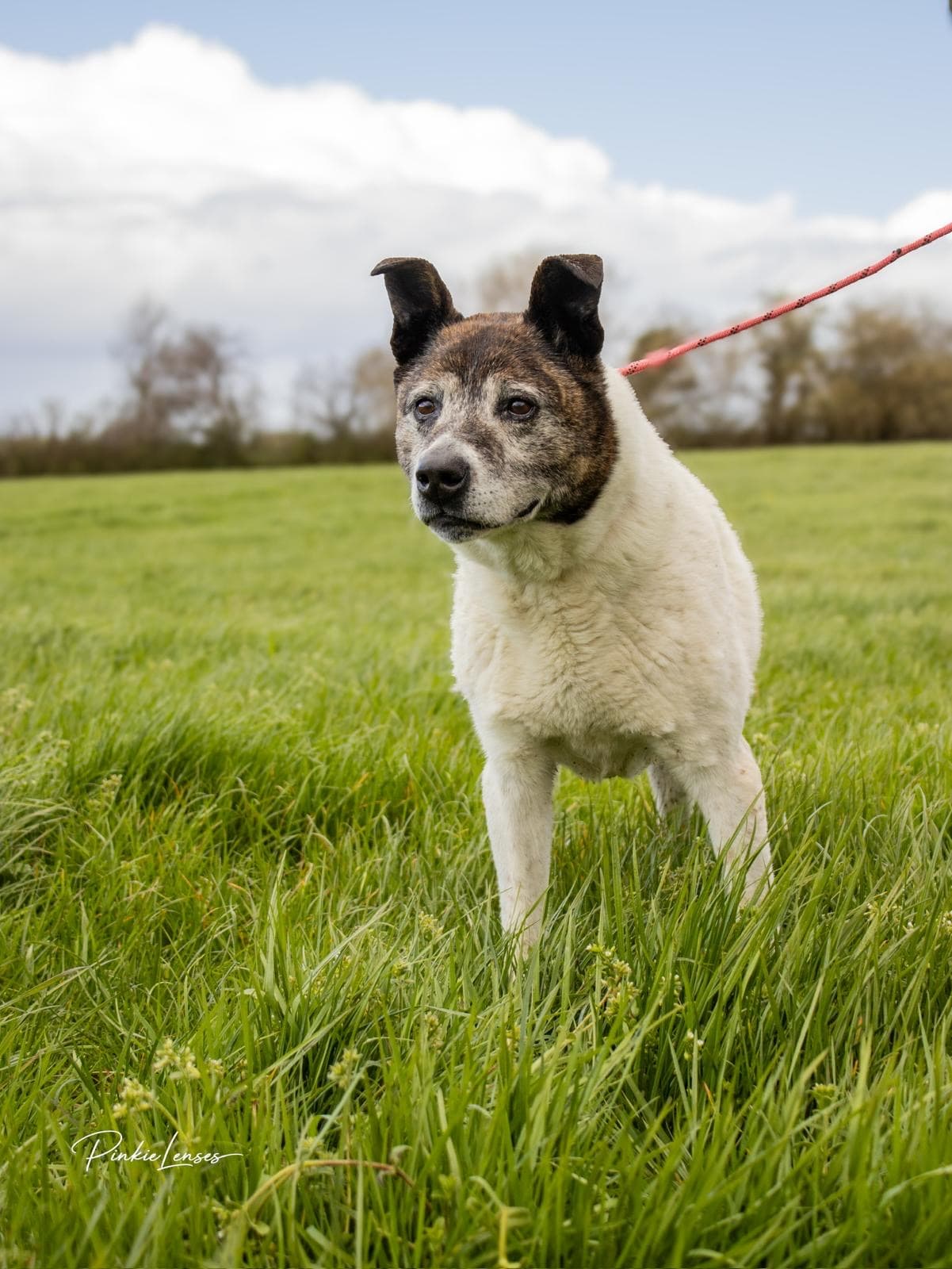 Jake, a Akita Cross looking for a home through Almost Home Animal Rescue NI