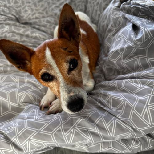 Roxy, a Crossbreed looking for a home through My Lovely Horse Rescue