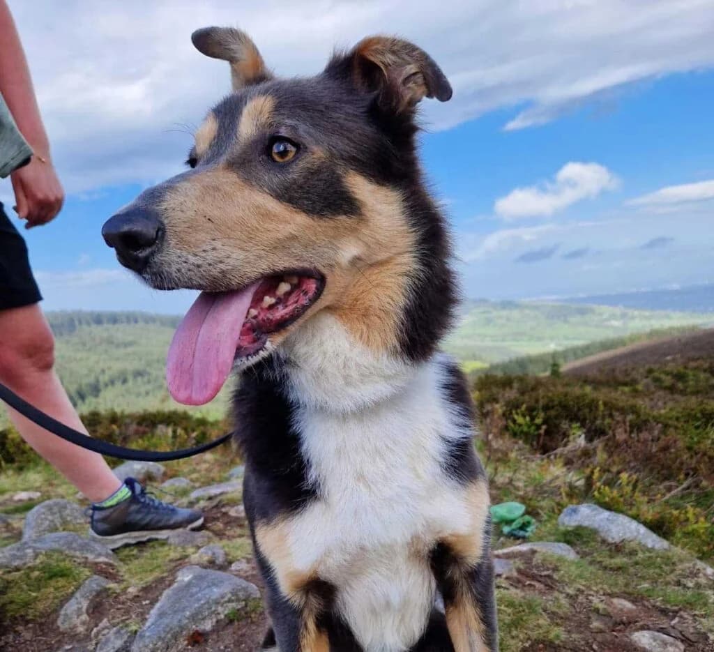 Charlie, a Collie looking for a home through Dogs in Distress