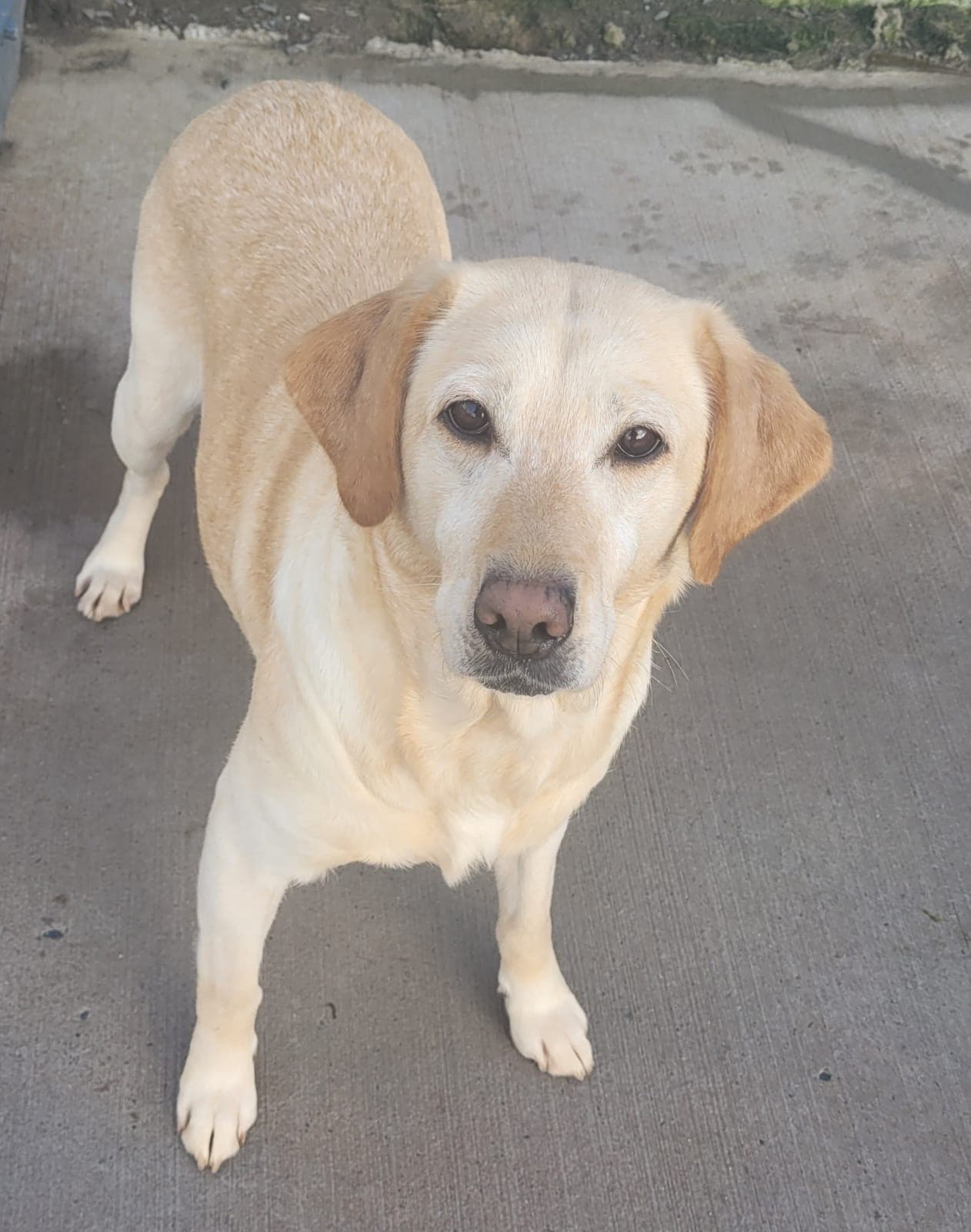 Delores, a Labrador looking for a home through Almost Home Animal Rescue NI