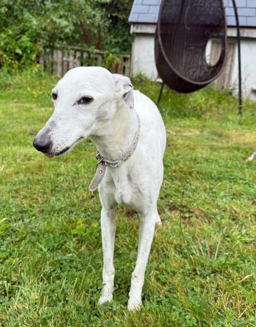 Nell, a Whippet looking for a home through West Cork Animal Welfare Group