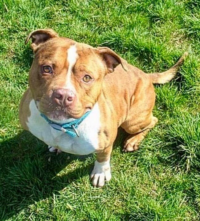 Merlin, a Staffie looking for a home through Kildare Animal Foundation
