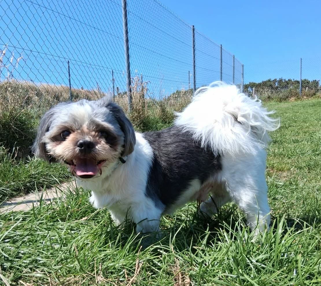 Mossie, a Maltese x Shih Tzu looking for a home through West Cork Animal Welfare Group