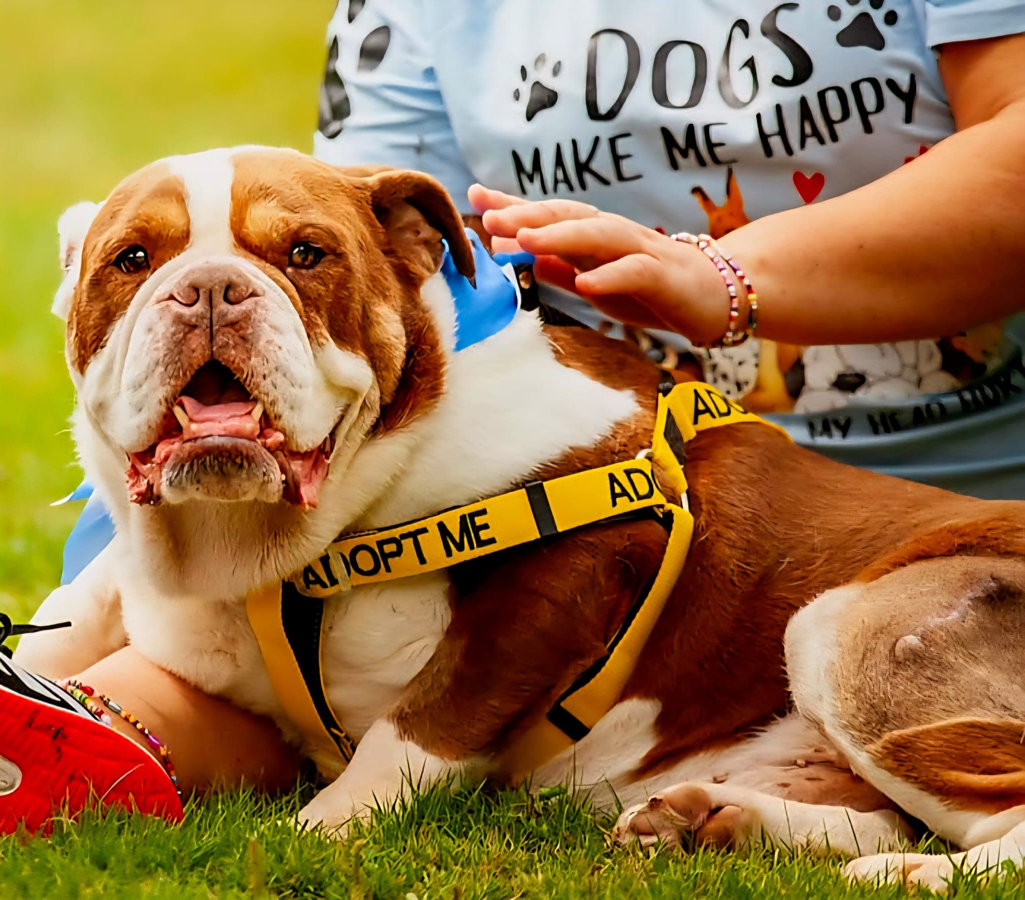 Mr Biggie, a British Bulldog looking for a home through Almost Home Animal Rescue NI
