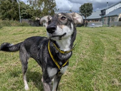 Zoe, a Lurcher Cross looking for a home through Dogs Trust Ireland