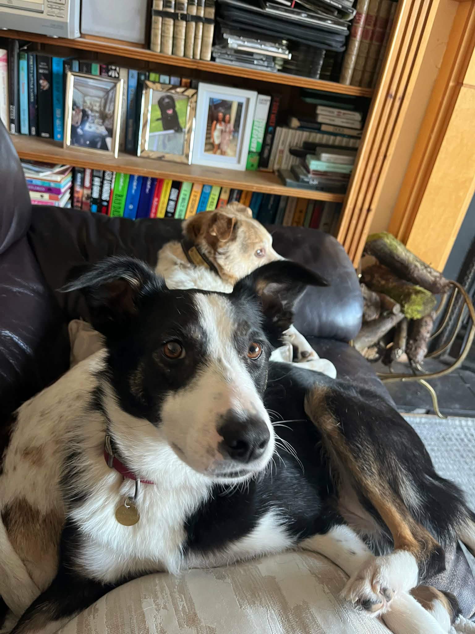 Maggie, a Collie looking for a home through Cork Dog Action Welfare Group (DAWG)