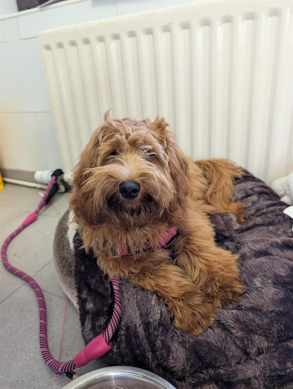Nellie, a Cockapoo looking for a home through Assisi Animal Sanctuary