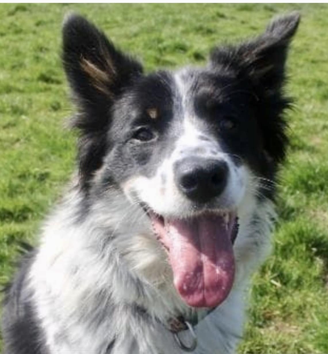 Tilly, a Collie looking for a home through Kildare Animal Foundation