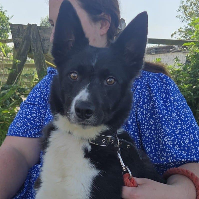 Jasmine, a Collie looking for a home through Ainmhithe Animal Rescue