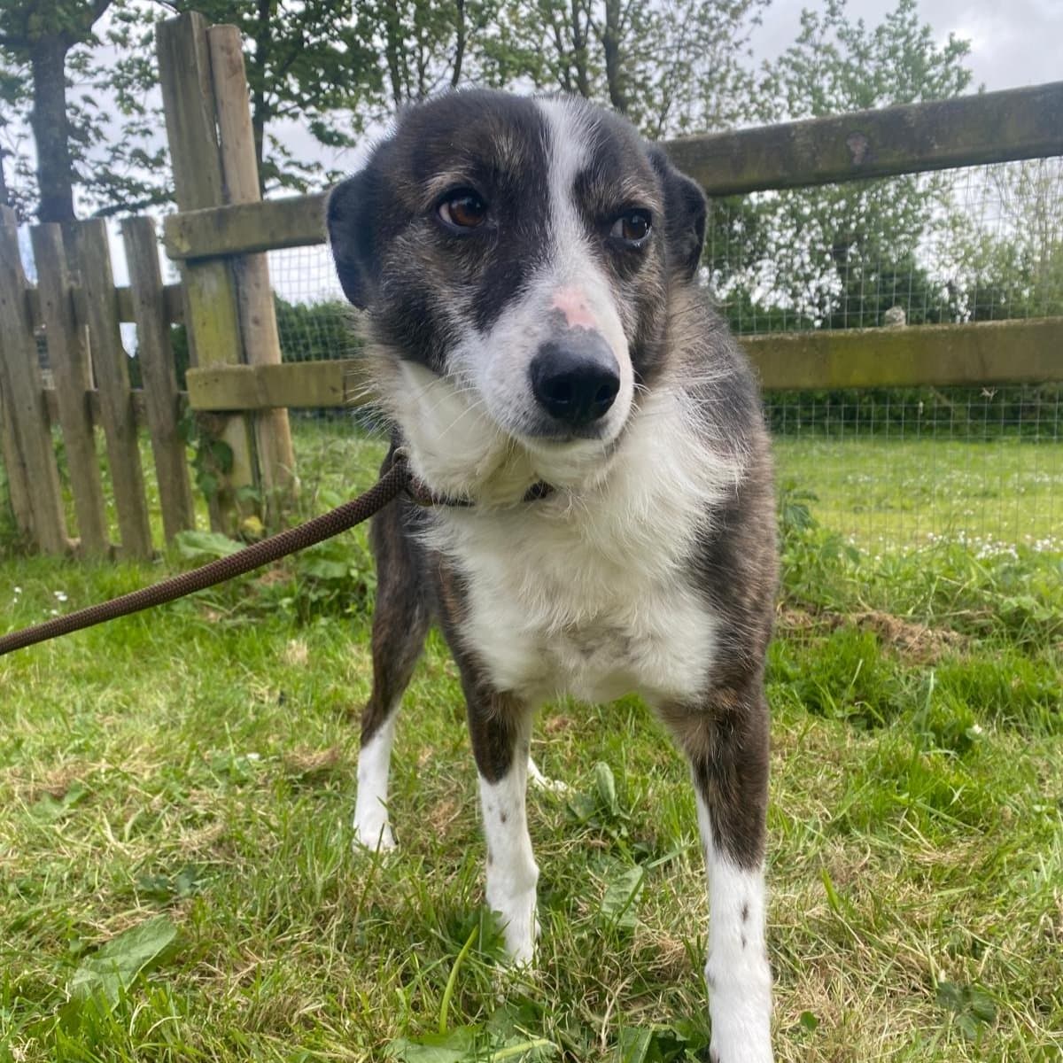 Mia, a Collie looking for a home through Ainmhithe Animal Rescue