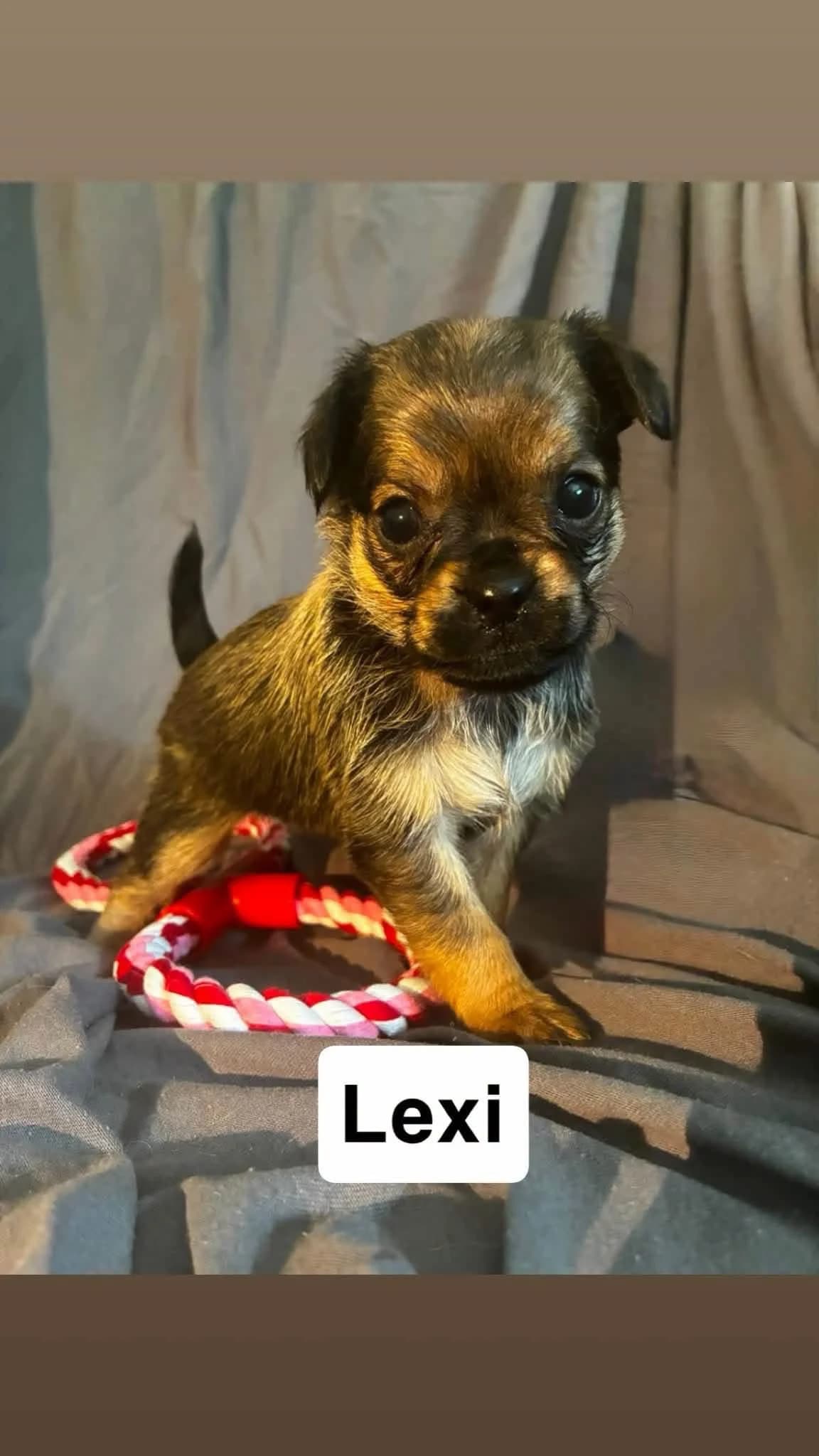 Lexi, a Crossbreed looking for a home through Dogs in Distress